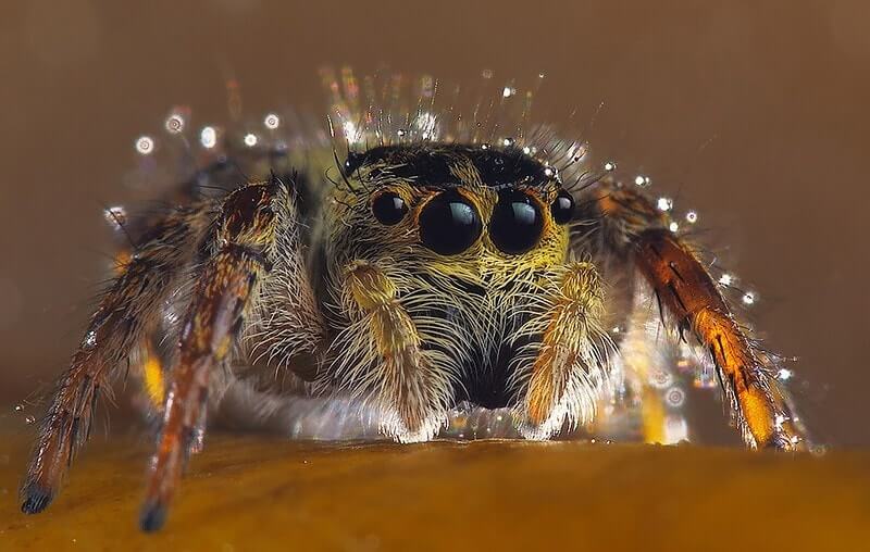 Himalayan spider