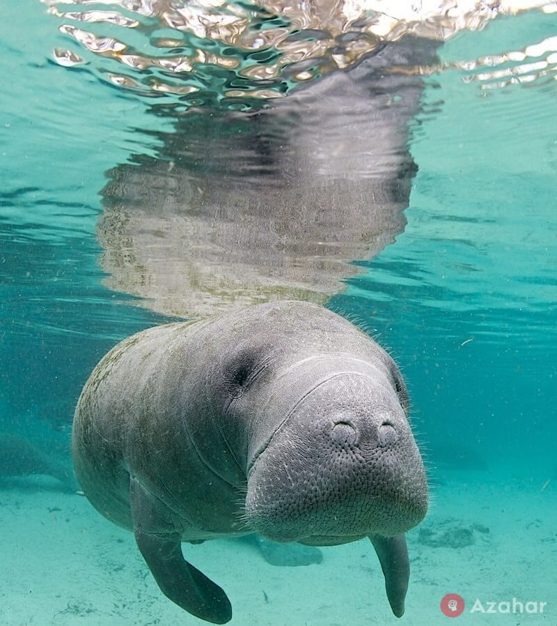 Manatees