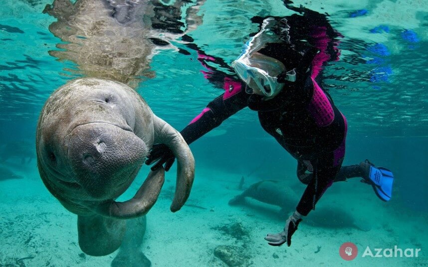 Manatees