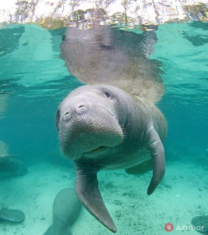 Manatees