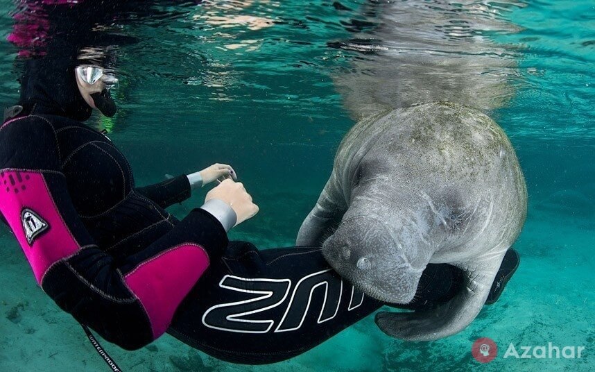 Manatees