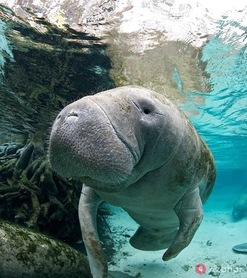 Manatees