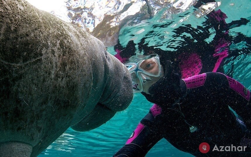 Manatees