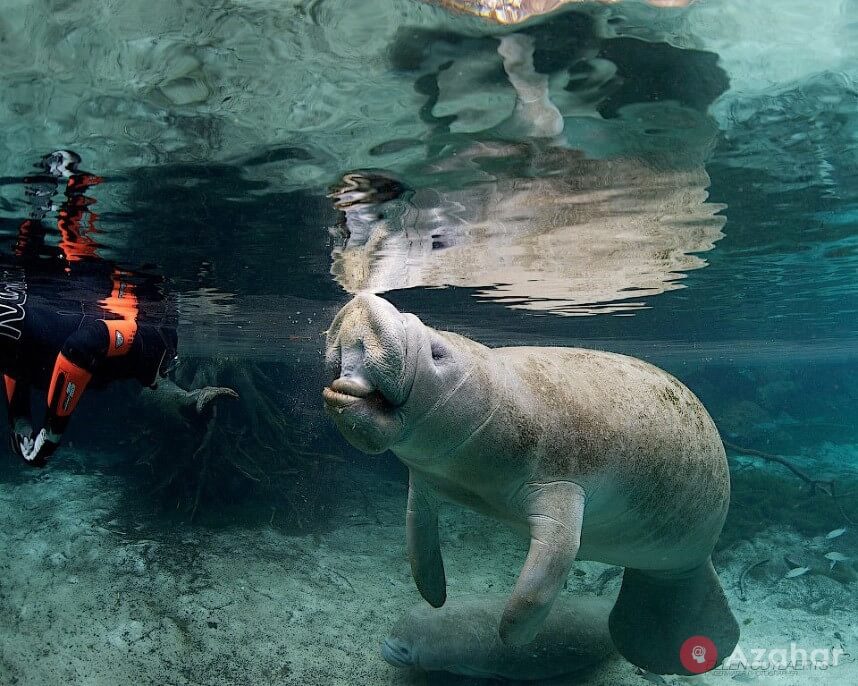 Manatees