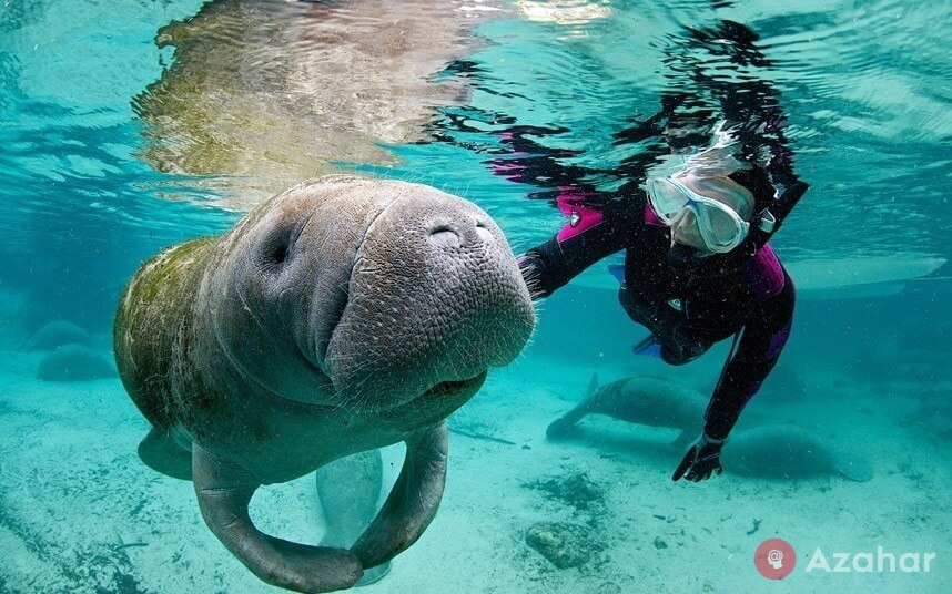 Manatees