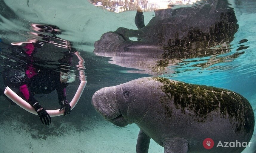 Manatees