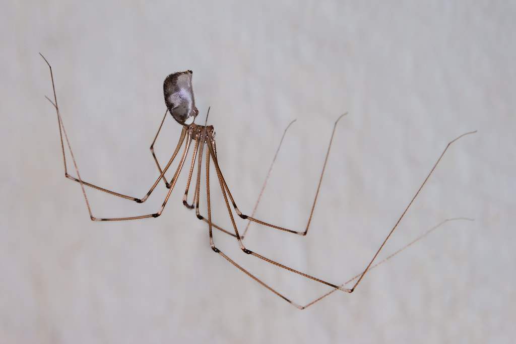 Pholcus Phalangioides