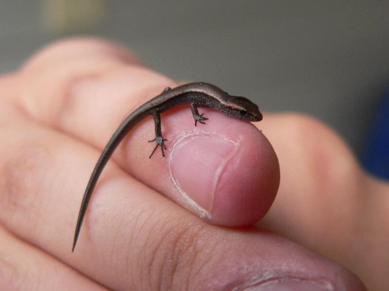 Sphaerodactylus Ariasae