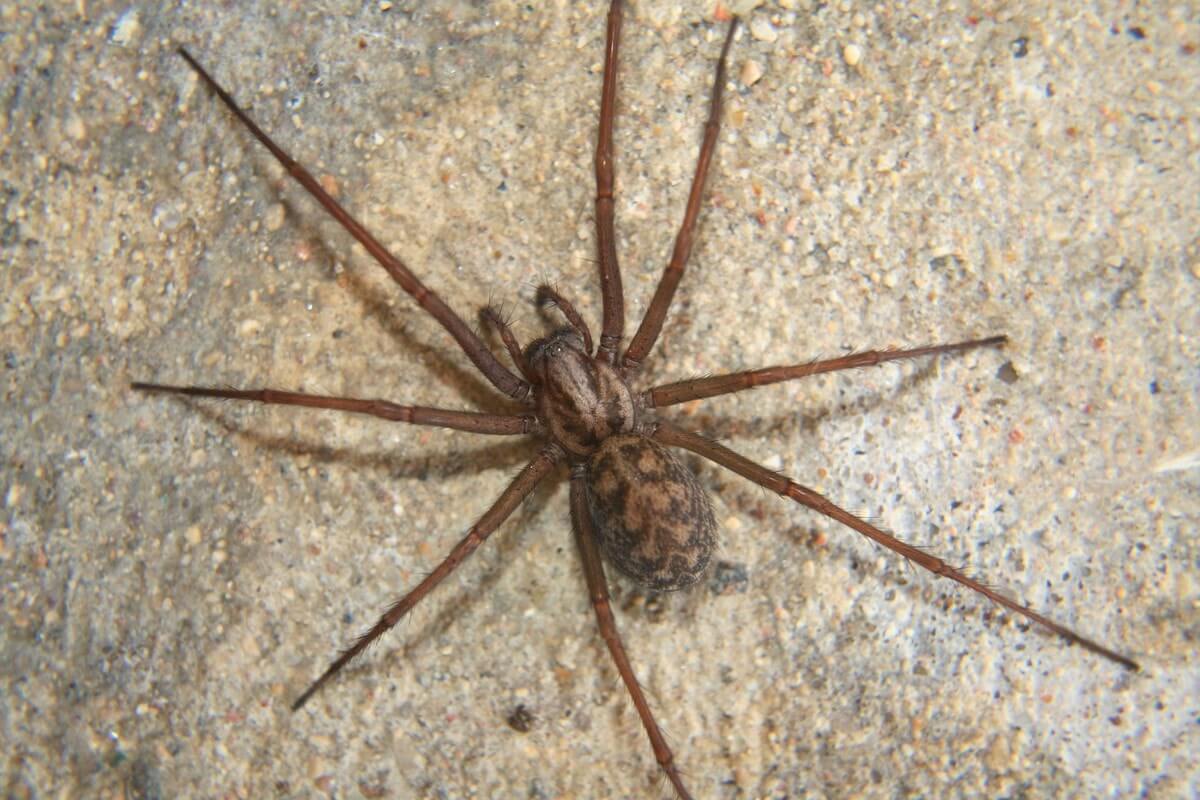 Tegenaria Domestica (House Spider)