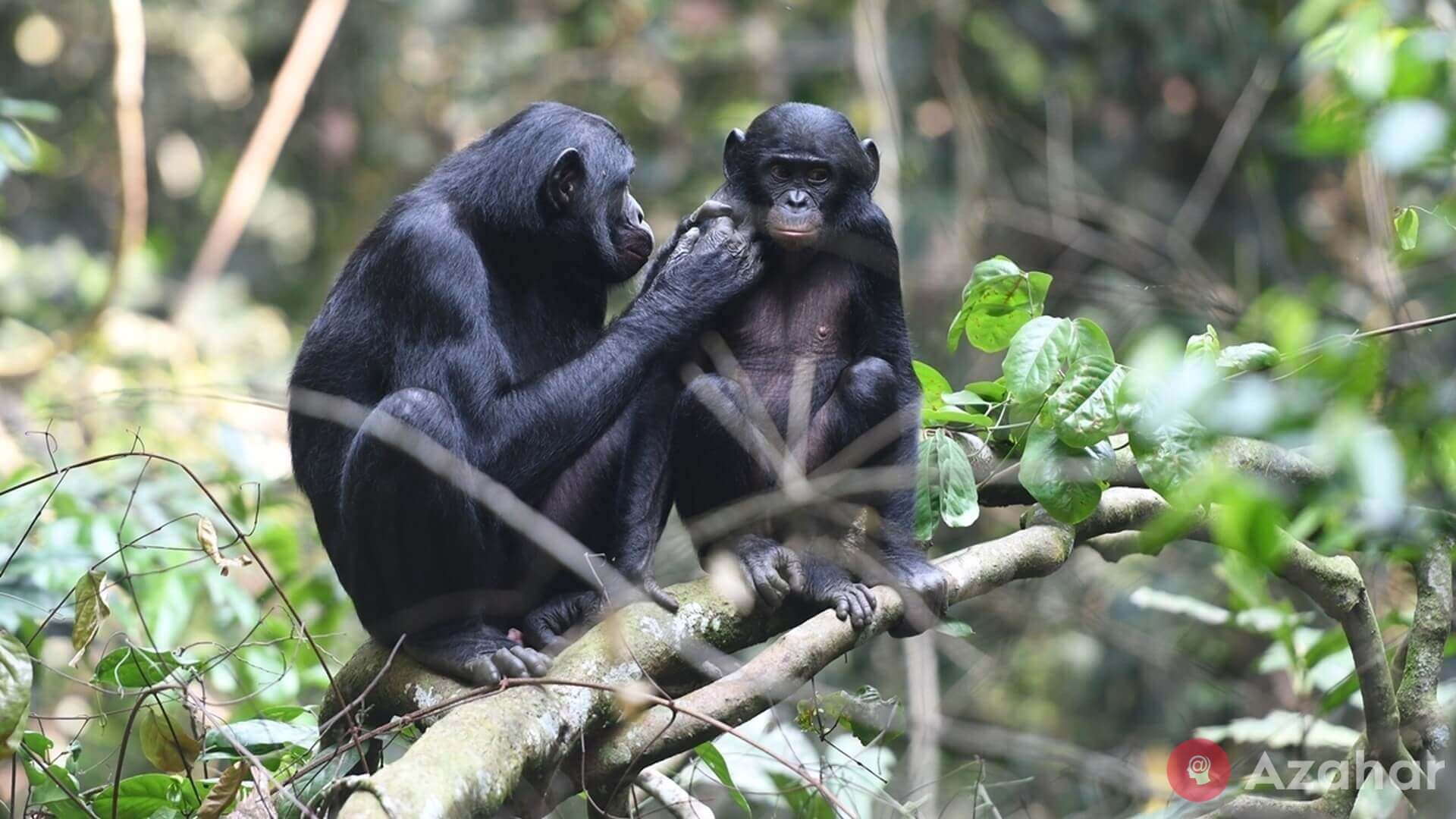 bonobos