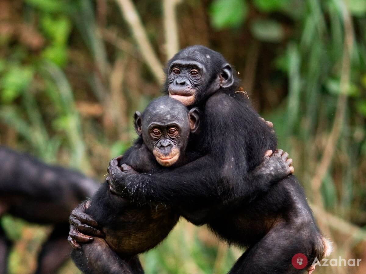 bonobos