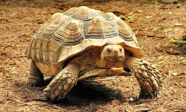 African Spurred Tortoise