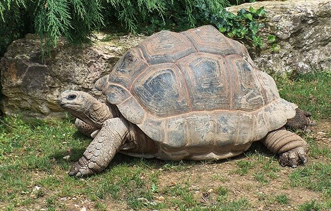 Aldabra Giant Tortoise