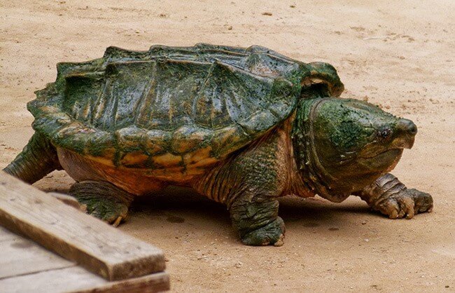 Alligator Snapping Turtle