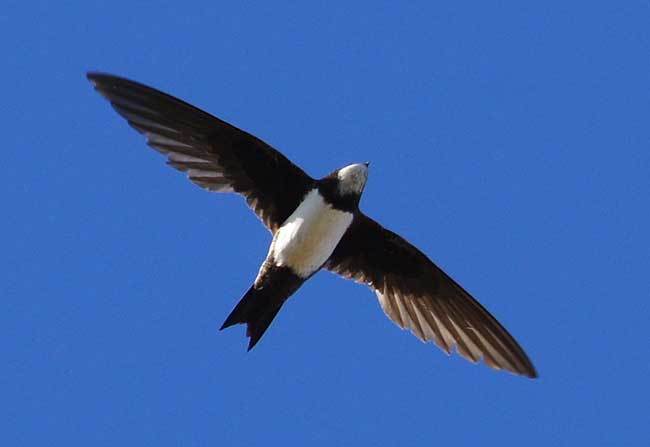 Alpine Swift