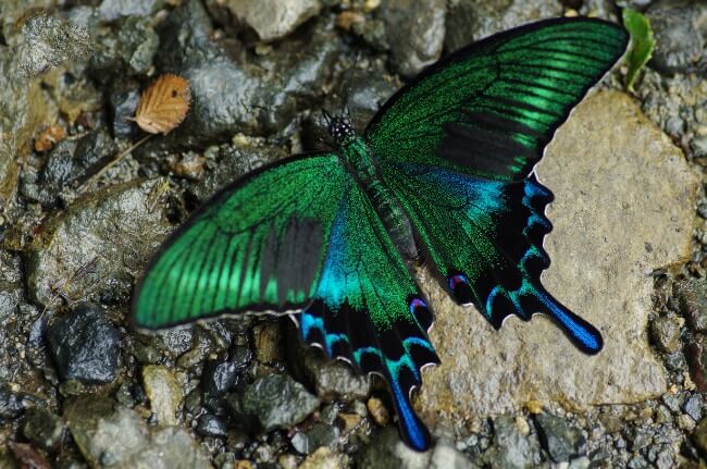 Alpine Black Swallowtail