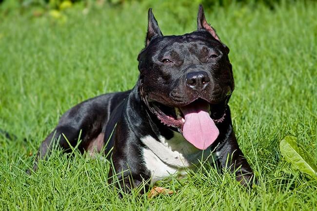 American Staffordshire Terrier