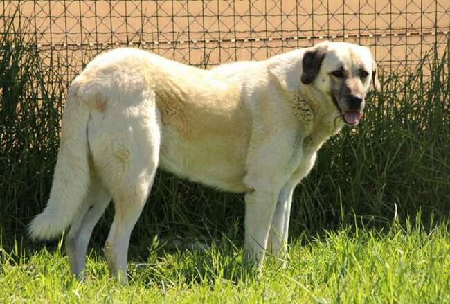 Anatolian Shepherd Dog