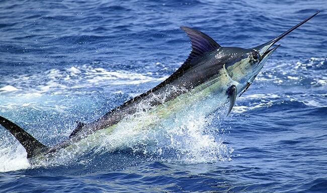 Atlantic Blue Marlin