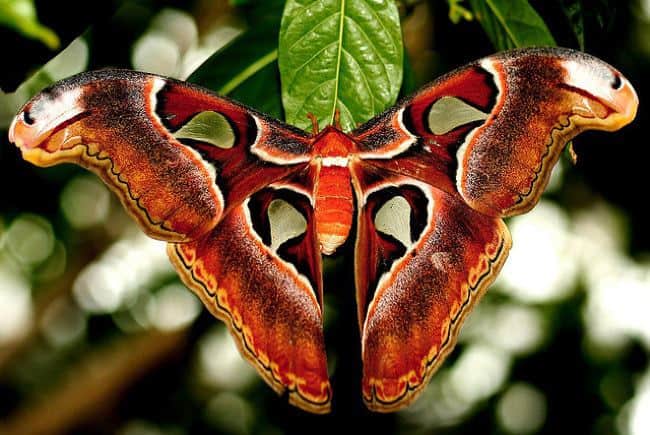 Atlas Moth