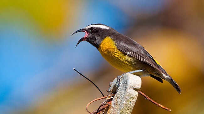 Bananaquit