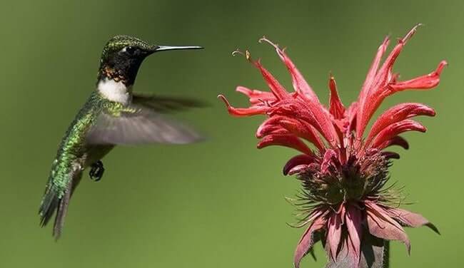 Bee Hummingbird