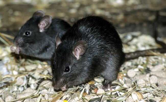 Black Rat