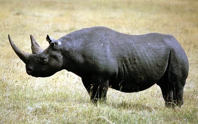 Black Rhinoceros