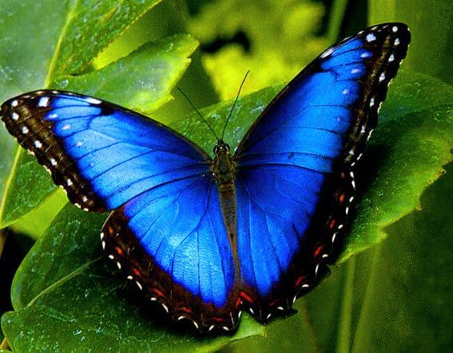 Blue Morpho