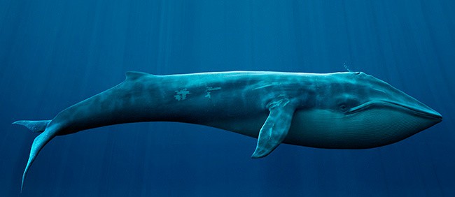 Blue Whale