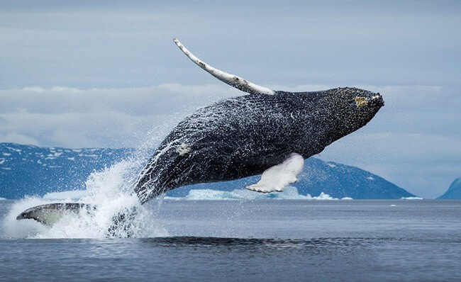 Bowhead Whale