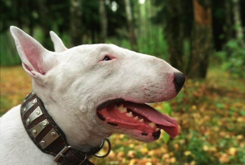 Bull Terrier