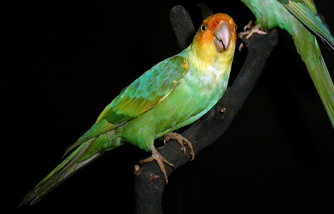 Carolina Parakeet