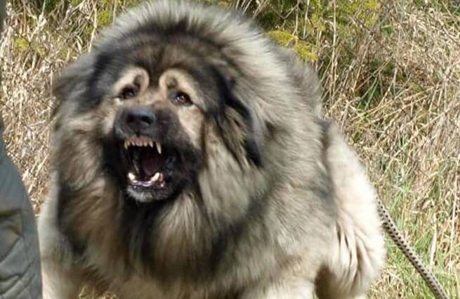 Caucasian Shepherd Dog