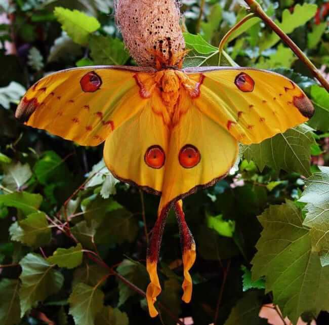 Comet Moth