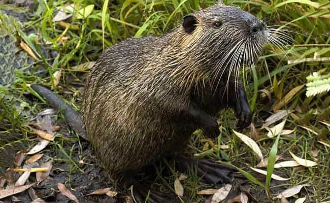 Coypu