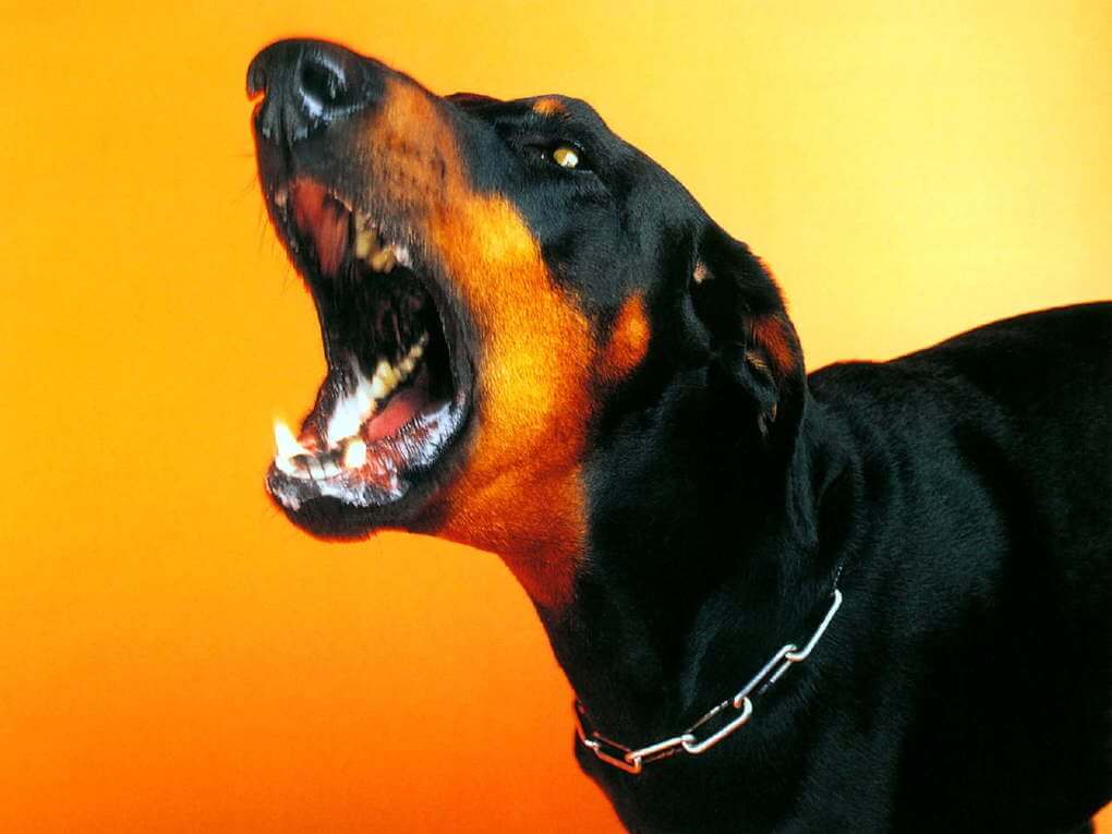 Dobermann