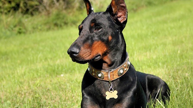 Dobermann