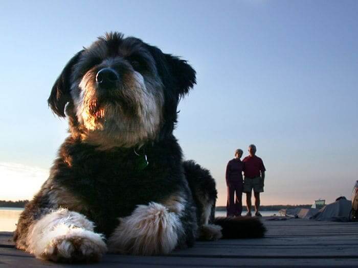 Dog With Family Members