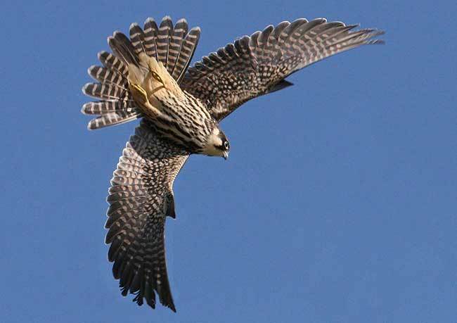 Eurasian Hobby