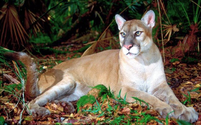 Florida Panther