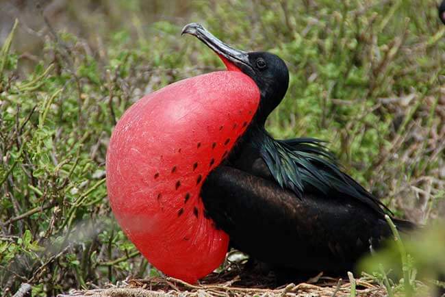 Frigatebird