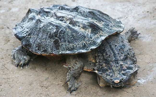 Fringed Turtle