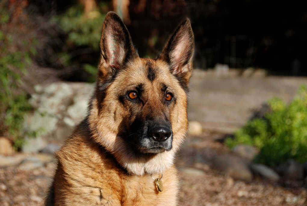 German Shepherd