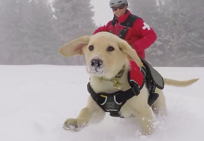 Giant Dog On Ice