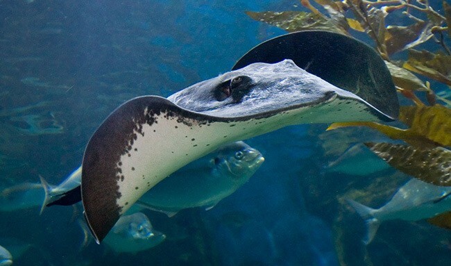 Giant Freshwater Stingray