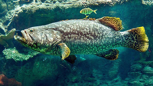 Giant Grouper