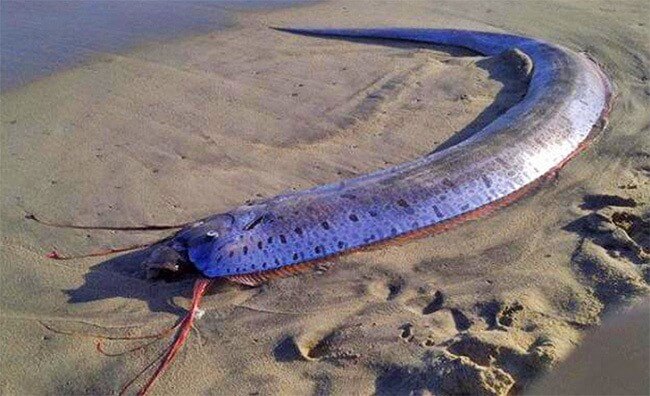 Giant Oarfish Or King Of Herrings