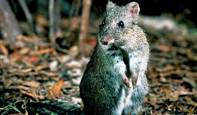 Gilbert's Potoroo