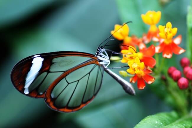 Glasswing Butterfly